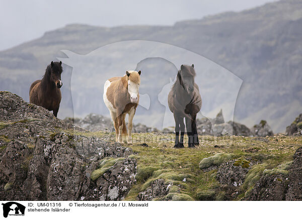 stehende Islnder / standing Icelandic Horse / UM-01316