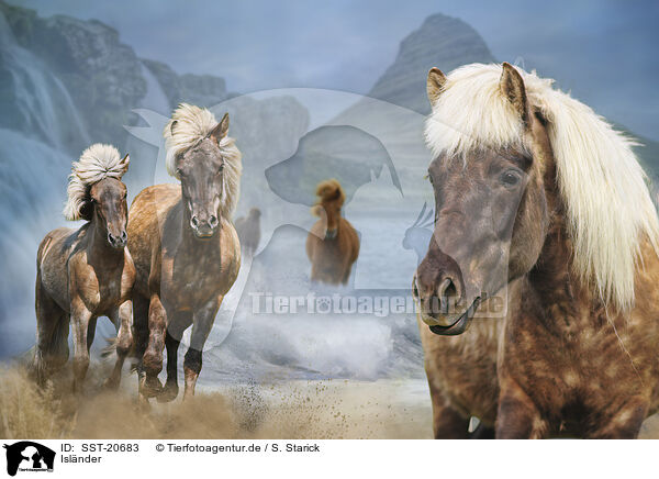 Islnder / Icelandic Horse / SST-20683