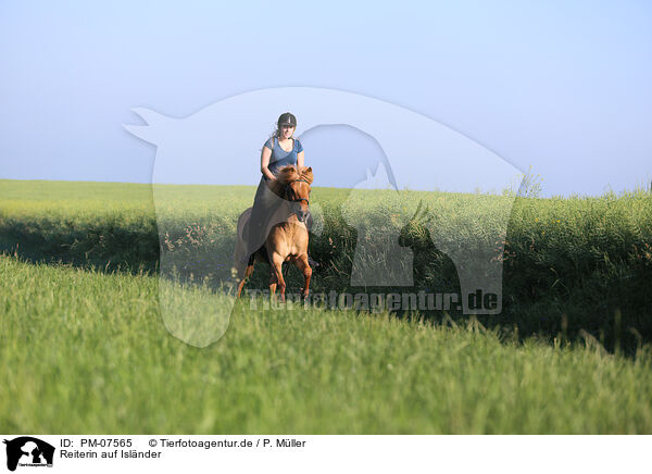 Reiterin auf Islnder / rider on Icelandic horse / PM-07565