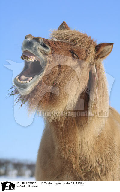 Islnder Portrait / Icelandic horse portrait / PM-07575