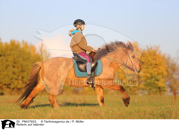 Reiterin auf Islnder / rider on Icelandic horse / PM-07602