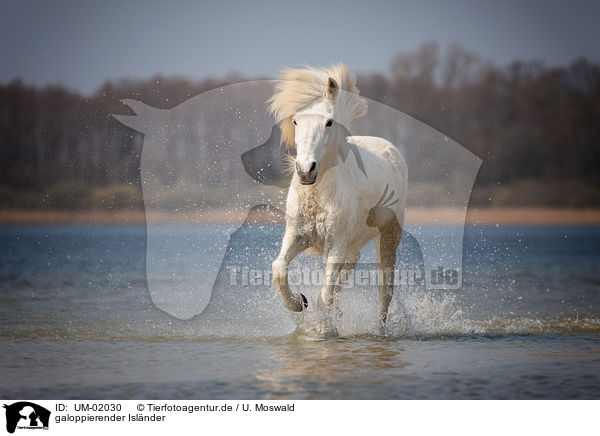 galoppierender Islnder / galloping Icelandic horse / UM-02030