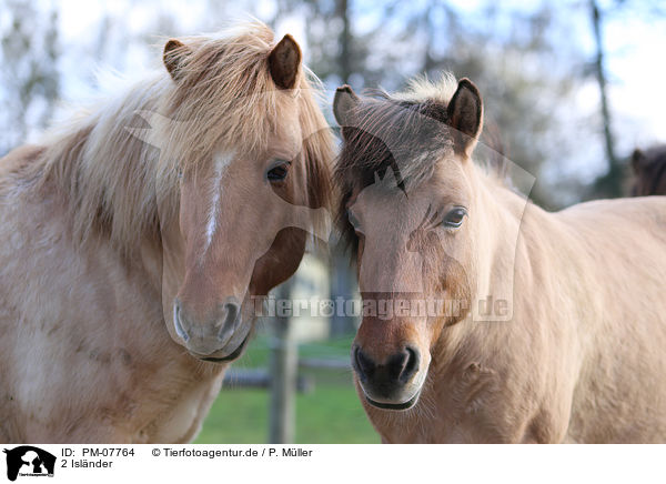 2 Islnder / 2 Icelandic horses / PM-07764