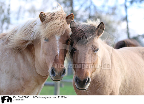 2 Islnder / 2 Icelandic horses / PM-07765