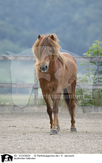 laufender Islnder / walking Icelandic horse / VJ-03623