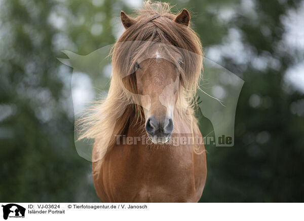 Islnder Portrait / Icelandic horse portrait / VJ-03624