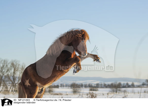 steigender Islnder / rising Icelandic horse / NP-01493