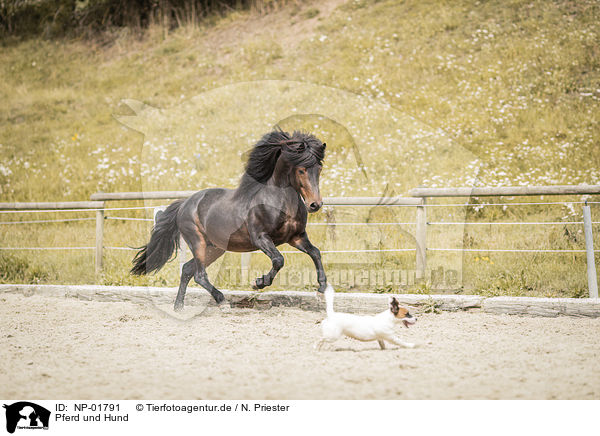 Pferd und Hund / NP-01791