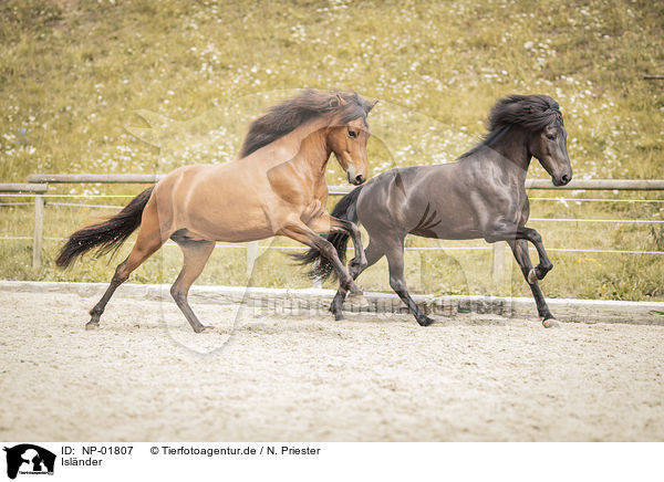 Islnder / Icelandic horses / NP-01807