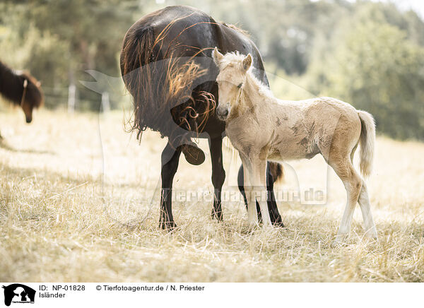 Islnder / Icelandic horses / NP-01828