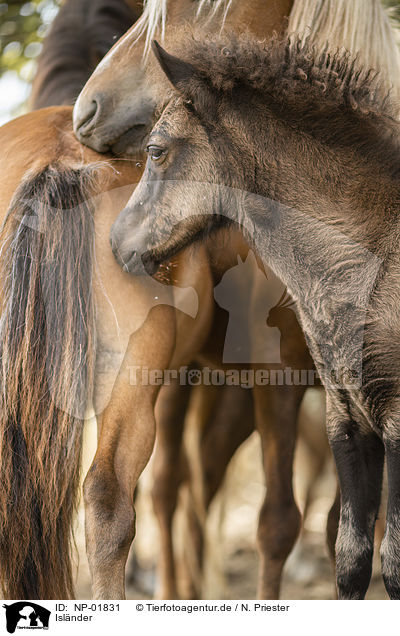 Islnder / Icelandic horses / NP-01831