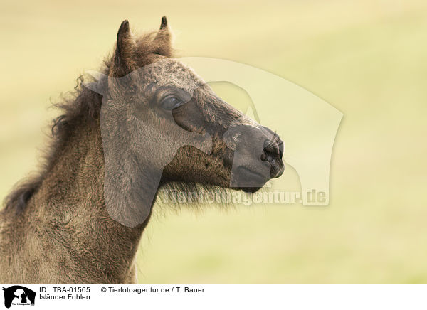 Islnder Fohlen / Icelandic horse foal / TBA-01565