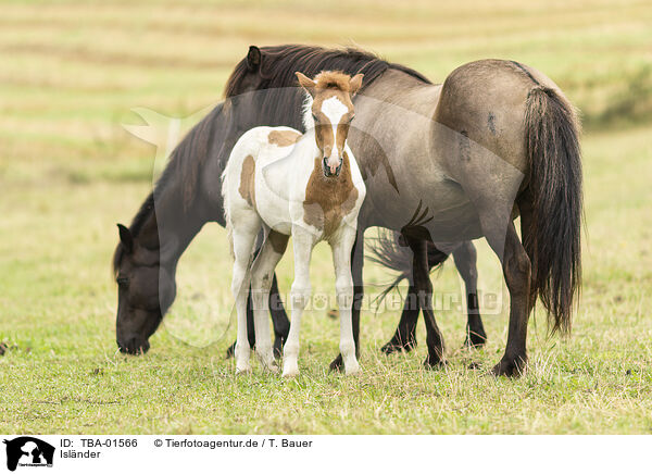 Islnder / Icelandic horses / TBA-01566