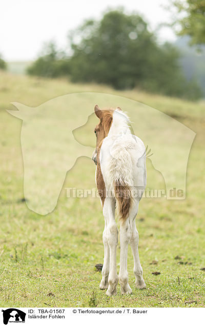 Islnder Fohlen / Icelandic horse foal / TBA-01567