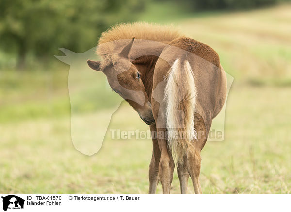 Islnder Fohlen / Icelandic horse foal / TBA-01570