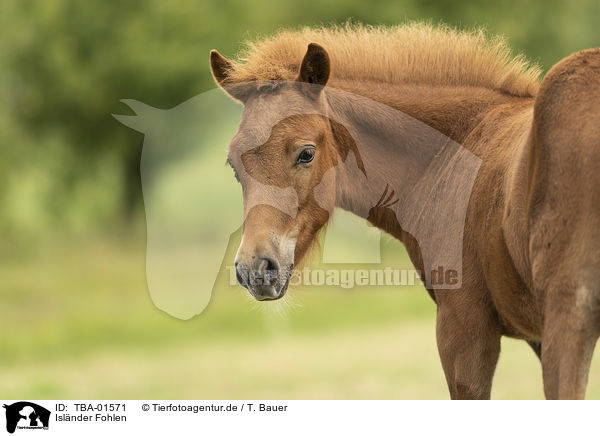 Islnder Fohlen / Icelandic horse foal / TBA-01571