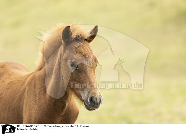 Islnder Fohlen / Icelandic horse foal / TBA-01573