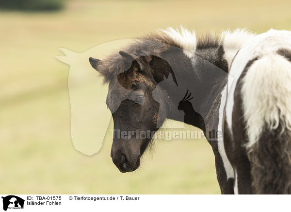 Islnder Fohlen / Icelandic horse foal / TBA-01575
