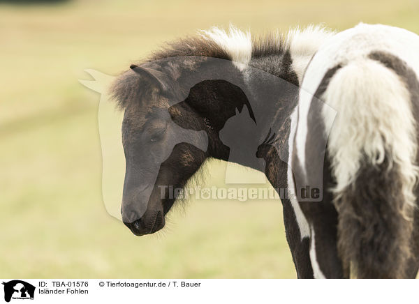 Islnder Fohlen / Icelandic horse foal / TBA-01576