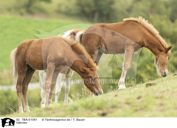 Islnder / Icelandic horses / TBA-01581