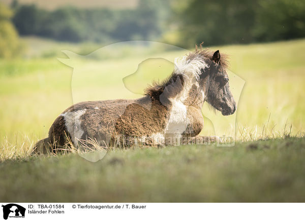 Islnder Fohlen / Icelandic horse foal / TBA-01584