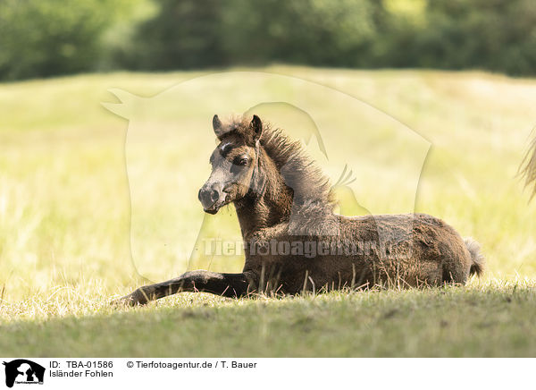 Islnder Fohlen / Icelandic horse foal / TBA-01586