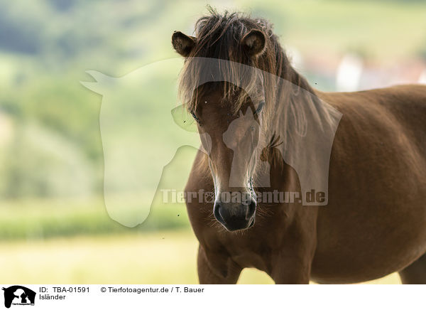 Islnder / Icelandic horse / TBA-01591