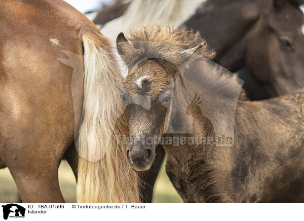 Islnder / Icelandic horses / TBA-01596