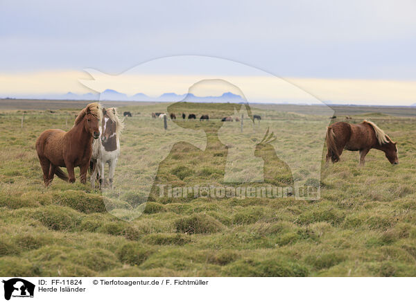 Herde Islnder / herd of Icelandic horses / FF-11824