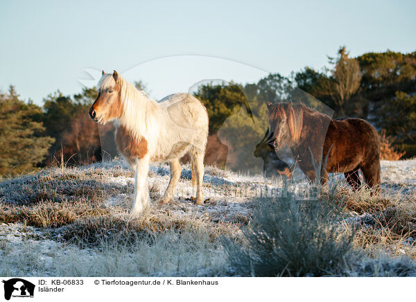 Islnder / Icelandic horses / KB-06833