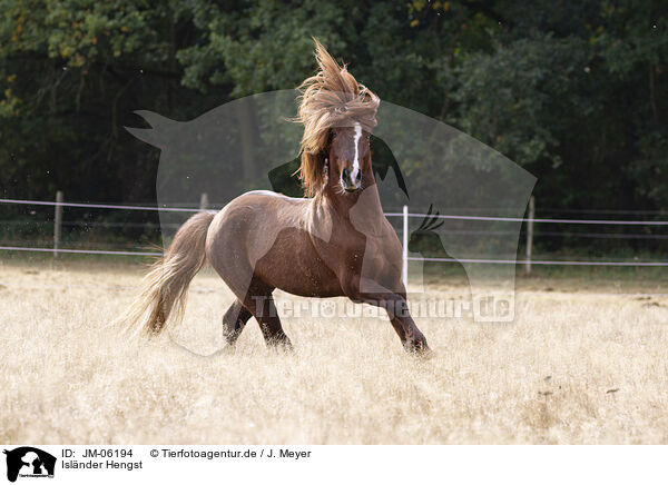 Islnder Hengst / Icelandic stallion / JM-06194