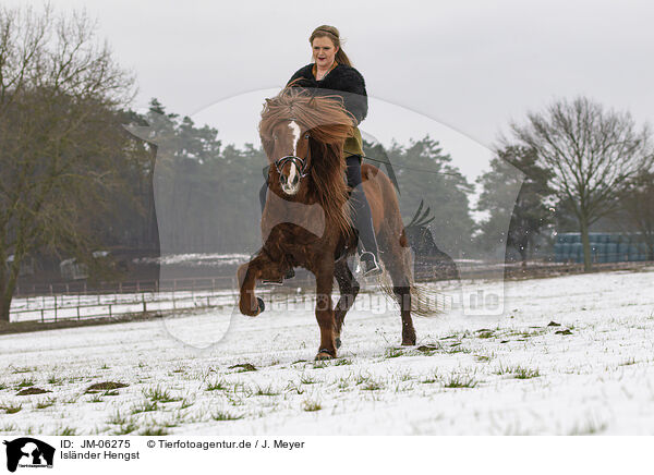 Islnder Hengst / Icelandic stallion / JM-06275