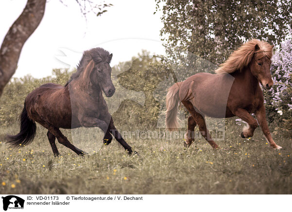 rennender Islnder / running Icelandic Horse / VD-01173