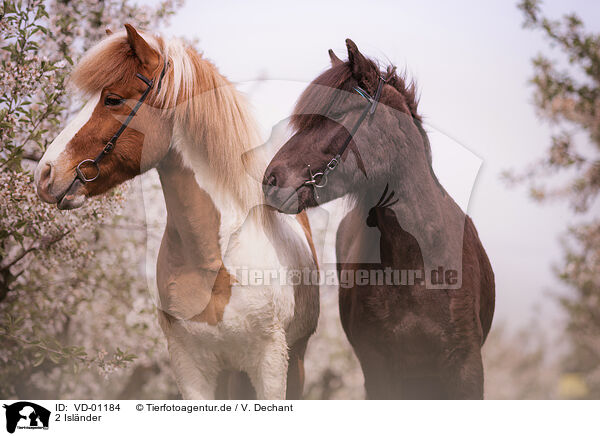 2 Islnder / 2 Icelandic horses / VD-01184