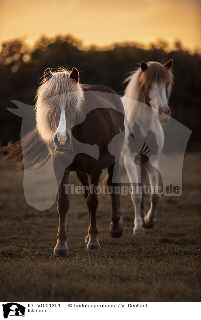 Islnder / Icelandic horses / VD-01301