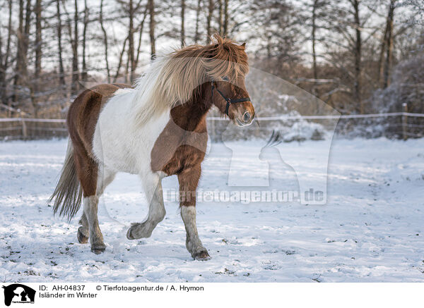 Islnder im Winter / Islandic horse in winter / AH-04837