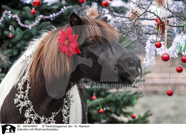 Islnder mit Weihnachtsdeko / Islandic horse with christmas decoration / AH-04840
