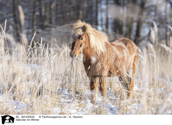 Islnder im Winter / Islandic horse in winter / AH-04844