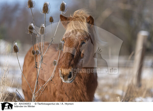 Islnder im Winter / Islandic horse in winter / AH-04853