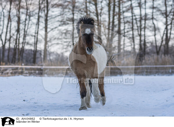Islnder im Winter / Islandic horse in winter / AH-04862