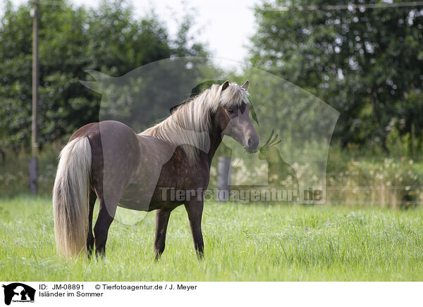 Islnder im Sommer / Icelandic horse in summer / JM-08891