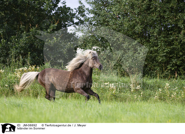 Islnder im Sommer / Icelandic horse in summer / JM-08892