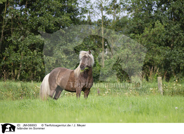 Islnder im Sommer / Icelandic horse in summer / JM-08893