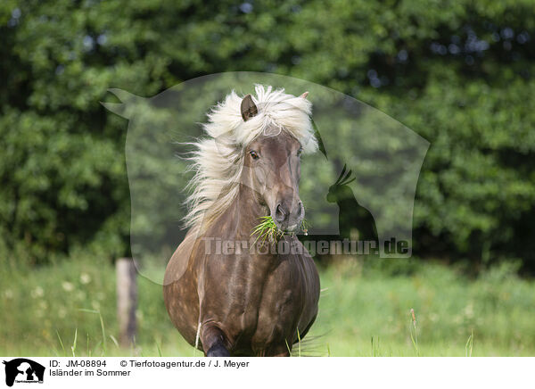 Islnder im Sommer / Icelandic horse in summer / JM-08894
