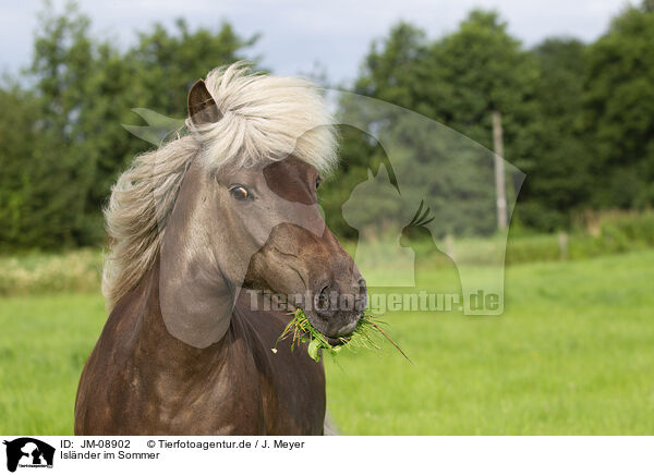 Islnder im Sommer / Icelandic horse in summer / JM-08902