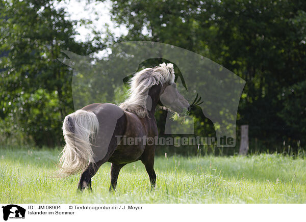 Islnder im Sommer / Icelandic horse in summer / JM-08904