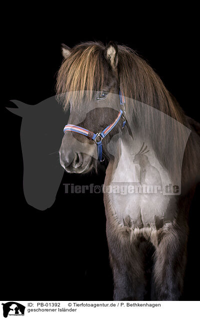 geschorener Islnder / shorn Icelandic horse / PB-01392