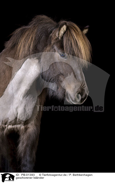 geschorener Islnder / shorn Icelandic horse / PB-01393