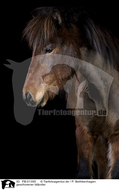 geschorener Islnder / shorn Icelandic horse / PB-01395