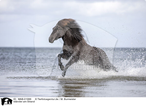 Islnder am Strand / Icelandic horse at the beach / MAB-01986